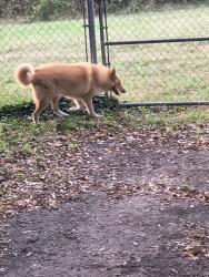 Found/Stray Unknown Dog last seen Victor Hill Rd, Duncan, SC 29334