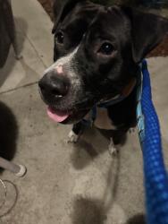 Found/Stray Female Dog last seen 16th St and North Ave in Zephyrhills, Zephyrhills, FL 33542