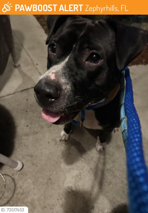 Found/Stray Female Dog last seen 16th St and North Ave in Zephyrhills, Zephyrhills, FL 33542