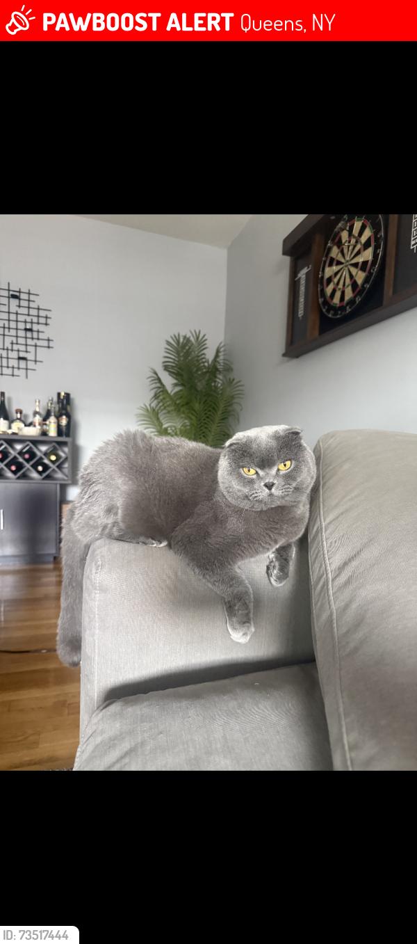 Lost Male Cat last seen Neat Chase bank 74 st & Eliot Ave, Queens, NY 11379