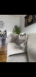 Lost Male Cat last seen Neat Chase bank 74 st & Eliot Ave, Queens, NY 11379