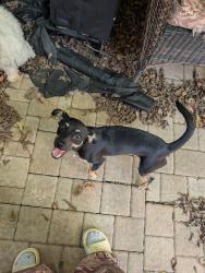 Found/Stray Male Dog last seen Cullen and White Rock, Houston, TX 77051