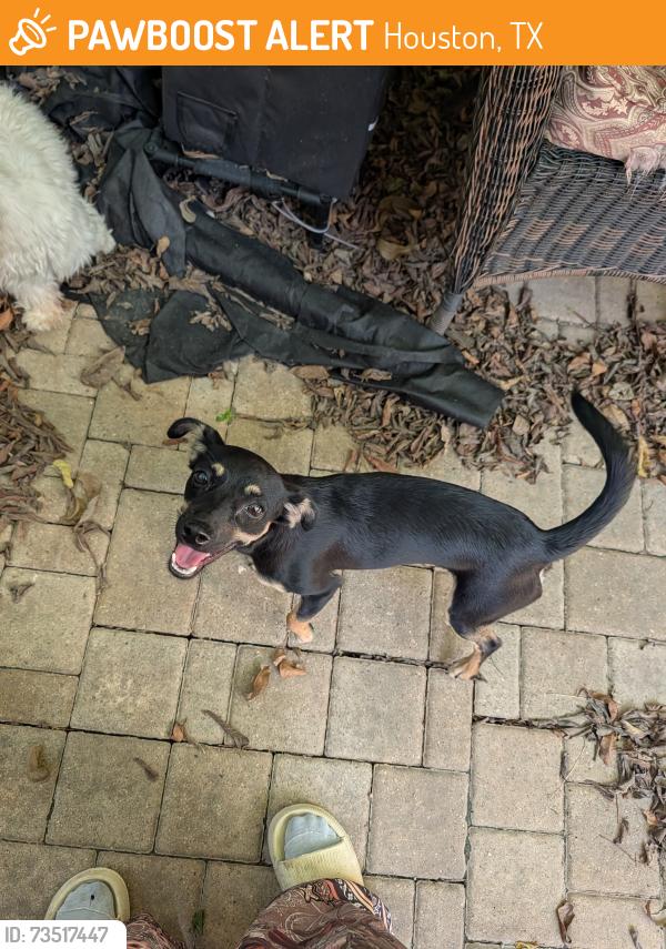 Found/Stray Male Dog last seen Cullen and White Rock, Houston, TX 77051
