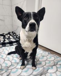 Found/Stray Female Dog last seen Highway 59 near Grace Way and E Northbrook Dr, Crawford County, AR 72956