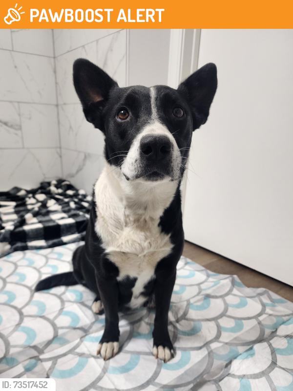 Found/Stray Female Dog last seen Highway 59 near Grace Way and E Northbrook Dr, Crawford County, AR 72956