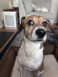 Reunited Male Dog last seen Near Lippershey Ct, Cary, NC 27513, USA, Cary, NC 27513