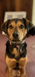Lost Female Dog last seen Lakeview ave, Dracut, MA 01854