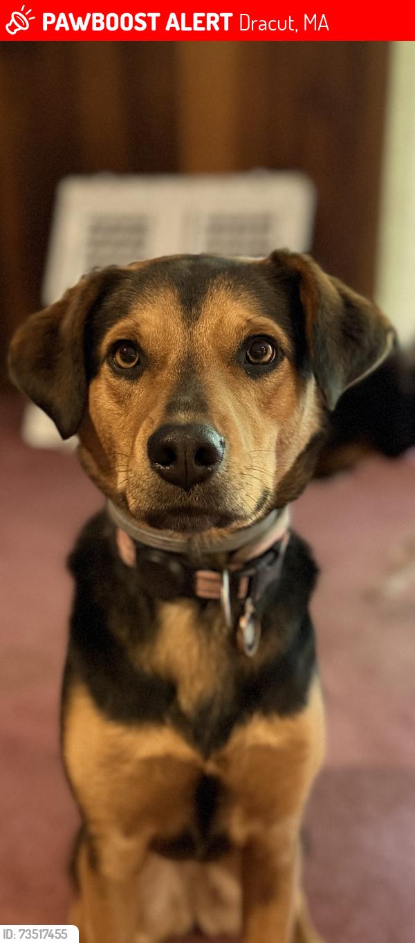 Lost Female Dog last seen Lakeview ave, Dracut, MA 01854