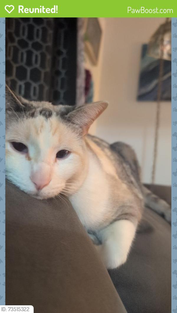 Reunited Female Cat last seen Near Jordan drive, Denver, CO 80221