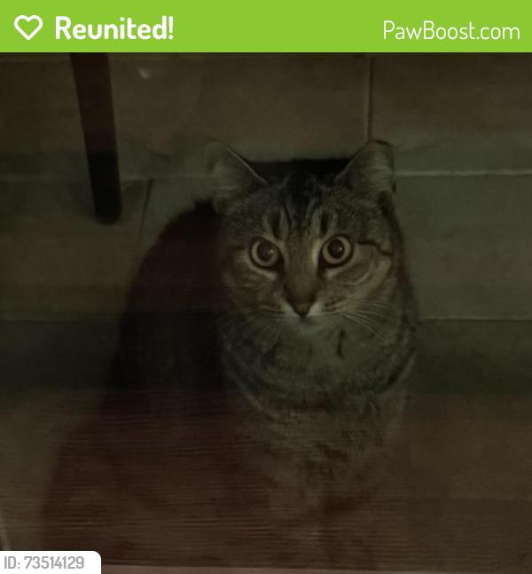 Reunited Female Cat last seen Near Harper St, Houston, TX 77005, USA, Houston, TX 77005