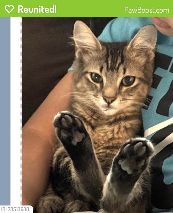 Reunited Female Cat last seen La Venture, Mount Vernon, WA 98273