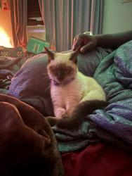 Found/Stray Female Cat last seen Wapiti dr, Spring Lake, NC 28390