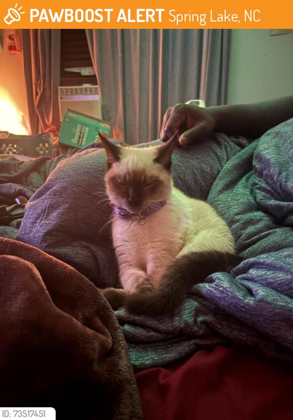 Found/Stray Female Cat last seen Wapiti dr, Spring Lake, NC 28390