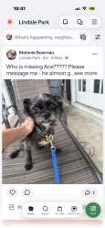 Found/Stray Male Dog last seen Helmers and Graceland, Houston, TX 77009