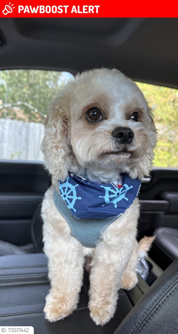 Lost Male Dog last seen Pleasant hill rd nw and W Hightower Trail, Rockdale County, GA 30012