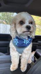 Lost Male Dog last seen Pleasant hill rd nw and W Hightower Trail, Rockdale County, GA 30012