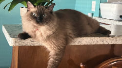 Lost Female Cat last seen Near las villas, Brownsville, TX 78526