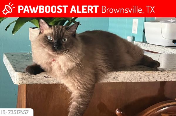 Lost Female Cat last seen Near las villas, Brownsville, TX 78526