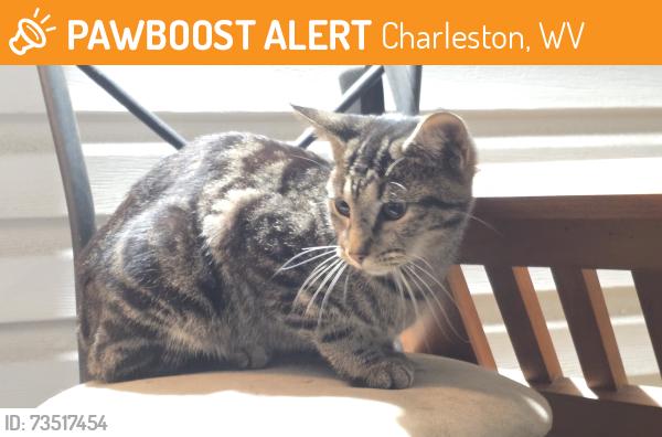 Found/Stray Female Cat last seen 27st and W Washington st, Charleston, WV 25387