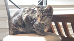 Found/Stray Female Cat last seen 27st and W Washington st, Charleston, WV 25387