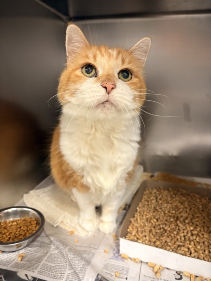 Shelter Stray Male Cat last seen Dumped at shelter, Williamson County, TX, 1855 SE Inner Loop, Georgetown, TX 78626, USA