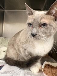 Shelter Stray Male Cat last seen Dumped at shelter, Williamson County, TX, 1855 SE Inner Loop, Georgetown, TX 78626, USA
