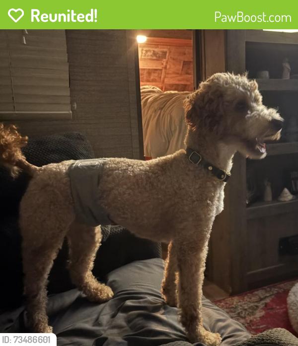 Reunited Male Dog last seen Tejas west of 75, Grayson County, TX 75020