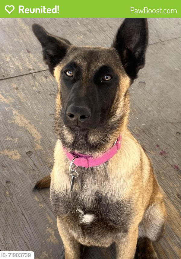 Reunited Female Dog last seen Pecos Ave & Main St, Modesto, CA 95351, USA, Modesto, CA 95351