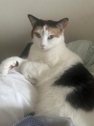 Lost Female Cat last seen Sanchez, Burlingame, CA 94010