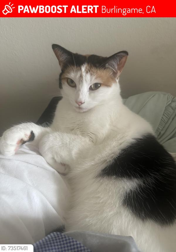 Lost Female Cat last seen Sanchez, Burlingame, CA 94010
