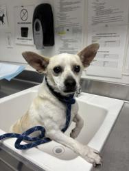Shelter Stray Male Dog last seen 24th st, Oakland, CA, 1101 29th Ave, Oakland, CA 94601, USA