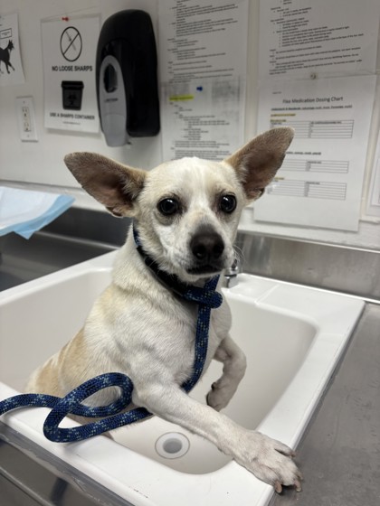 Shelter Stray Male Dog last seen 24th st, Oakland, CA, 1101 29th Ave, Oakland, CA 94601, USA