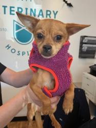 Shelter Stray Female Dog last seen Near block S Genesee Street, Seattle, WA, 2061 15th Ave W, Seattle, WA 98119, USA