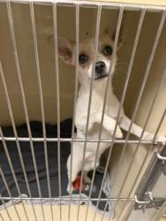 Shelter Stray Male Dog last seen Near Colgate, 2nd District, OH, 9203 Detroit Ave, Cleveland, OH 44102, USA