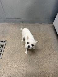 Shelter Stray Male Dog last seen Near Colgate, 2nd District, OH, 9203 Detroit Ave, Cleveland, OH 44102, USA