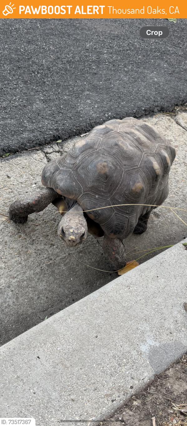 Found/Stray Unknown Reptile last seen Indian mesa and big sky, Thousand Oaks, CA 91360