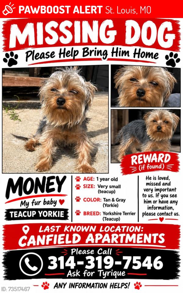 Lost Male Dog last seen Near Caddiefield road, St. Louis, MO 63136