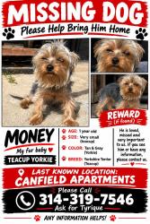 Lost Male Dog last seen Near Caddiefield road, St. Louis, MO 63136