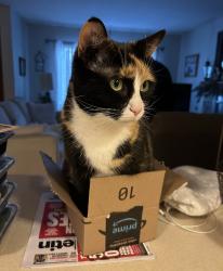 Reunited Female Cat last seen 383B Sequoia Lane, Stratford 06614, Stratford, CT 06614