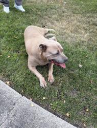 Found/Stray Female Dog last seen Clarksburg, Stockton, CA 95207