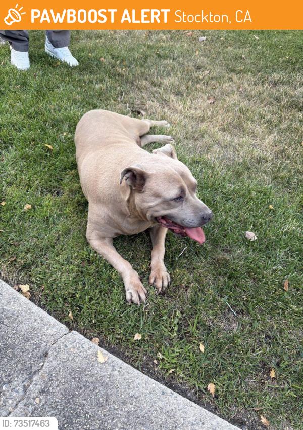 Found/Stray Female Dog last seen Clarksburg, Stockton, CA 95207