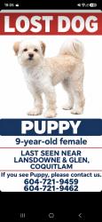 Lost Female Dog last seen Gleneagle school, Coquitlam, BC 