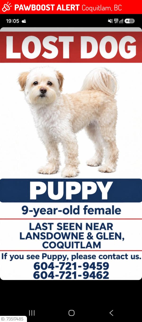 Lost Female Dog last seen Gleneagle school, Coquitlam, BC 