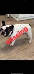 Reunited Male Dog last seen Colston Street area, near Loma Linda / Redlands, San Bernardino, CA 92408
