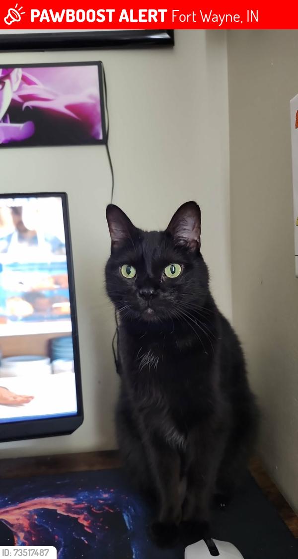 Lost Male Cat last seen Summit at Ridgewood apmts, Fort Wayne, IN 46805