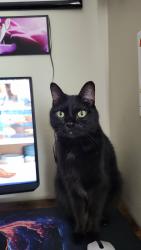Lost Male Cat last seen Summit at Ridgewood apmts, Fort Wayne, IN 46805