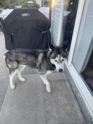 Reunited Male Dog last seen 49th and Flanders, Denver, CO 80249