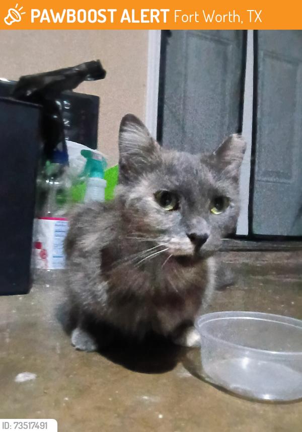 Found/Stray Female Cat last seen Beauty and muse st, Fort Worth, TX 76112