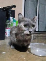 Found/Stray Female Cat last seen Beauty and muse st, Fort Worth, TX 76112