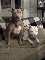 Reunited Female Dog last seen lauder rd and luthe rd, Houston, TX 77039